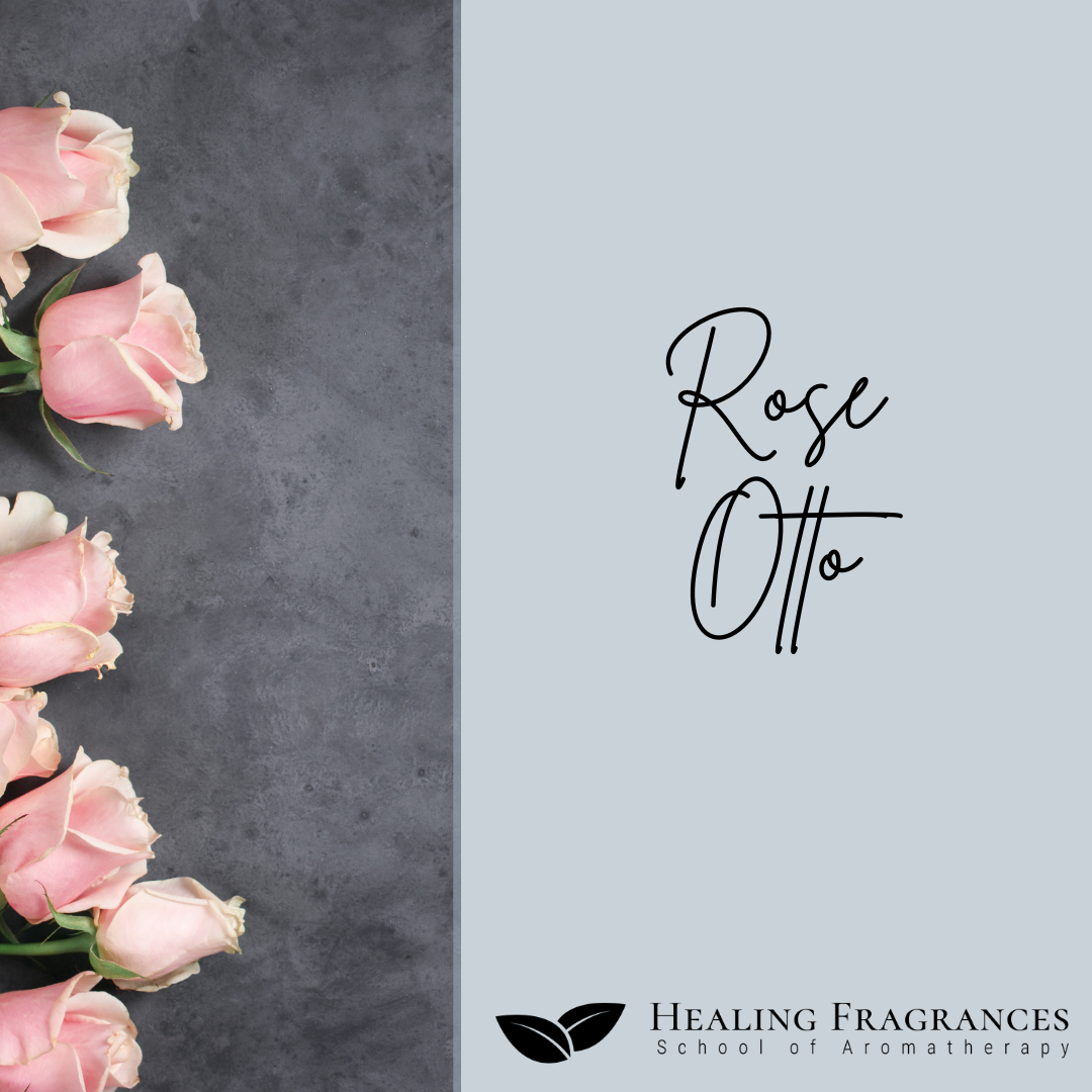 Rose Otto Bulgaria (Farmed) Bulgaria