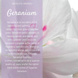 Geranium (Egypt)